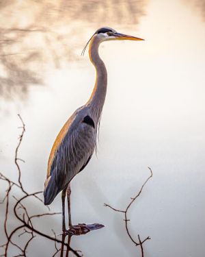 professionalphotographer3